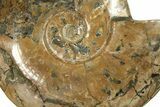 Flashy, Polished Ammonite (Cleoniceras) Fossil - Madagascar #227469-3